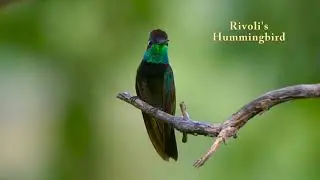 Hummingbirds & Friends (4K UHD)