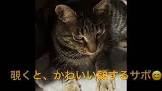 サボちゃんのイタズラ