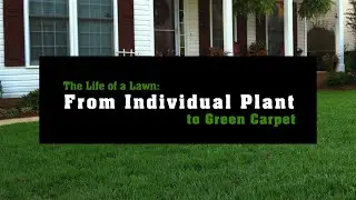 The Life of a Lawn: From Individual Plant to Green Carpet