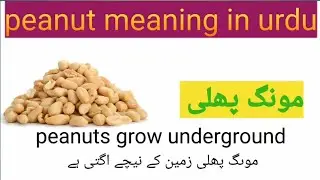 peanut meaning in urdu। Peanut ko urdu mein kya kahte hai। Peanut ka urdu matlab kya hai।