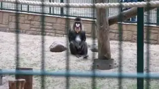Funny Monkey - Mandryl in Zoo