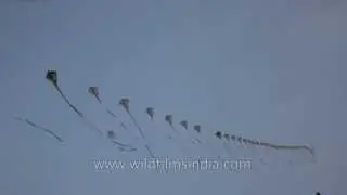 Hundred kites on a single string at the KIte Flying Festival