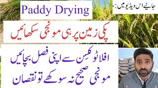 How to Properly Dry Paddy to Prevent Aflatoxin | Essential Storage Tips for Farmers