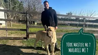 Malaklı mı ? Türk Mastiffi mi ?  Trex in tanıtımı ve Kangalımız Kılıcı kaybettik :(