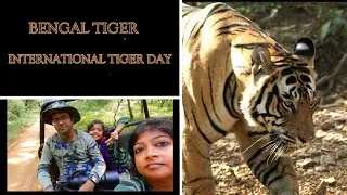 Royal Bengal Tiger I International Tiger Day I Project Tiger I 50 Years of Project Tiger I 4K Video