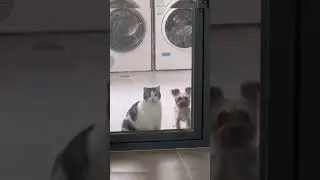 So cute, she is copying the dog 🥰 #cutecat #cat #catlover #shorts #fyp