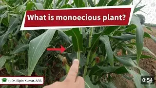 What is monoecious plant?