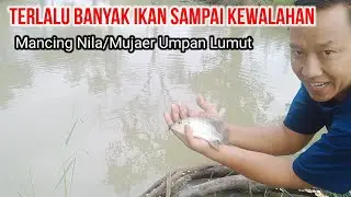 Mancing Ikan Nila yang Dalam Masa Pertumbuhan,, Umpan Lumut dan Cacing