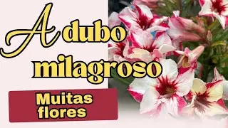 ✅Dois adubos potente pra fazer mudinhas e rosa do deserto em geral crescer 