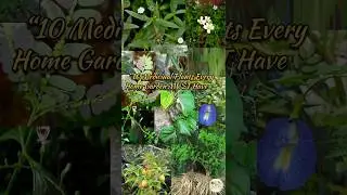 🌱 Build Your Own Healing Garden: 10 Must-Have Ayurvedic Plants 🌿