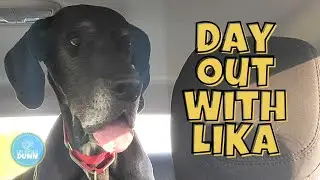 Adventure time with a Great Dane 🐶 | Life Joyfully Dunn