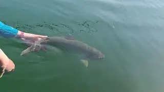 Big rainbow trout Double header. Early Spring Chronomid frenzy