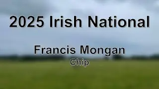 Francis Mongan - Chip - 2025 Irish National Sheep Dog Trials