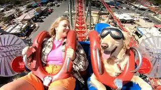 Weekend Movie Ideas. Wow. Dog and singing 