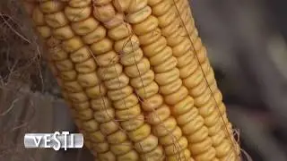 Poljoprivredna emisija Farma 823