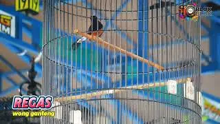 MURAI BATU REGAS WONG GANTENG 🔵 LIVE PANLONG STADIUM