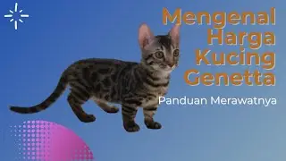 Mengenal Harga Kucing Genetta Dan Panduan Merawatnya#hargakucinggenetta