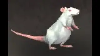Draenor Safari: Frostfur Rat Battle Pet, Frostfire Ridge, WoW Retail