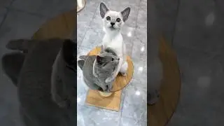 wow 🥰 #cat  #pets  #animals