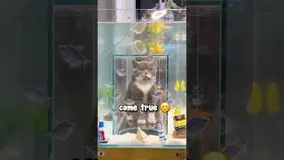 Кот хочет стать рыбой 😱❤️