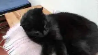 My 23yr Old Cat (very old)