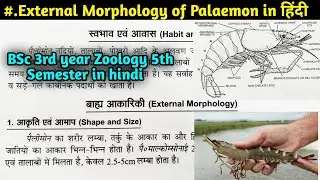 External Morphology of Palaemon in hindi || BSc 3rd year Zoology 5th Semester