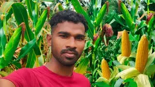 Corn harvesting vlog                                             #shorts