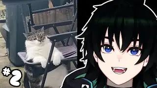 This cat needs help | Jacobkil Reacts