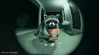 cheeky racoon bandits get caught on ring door bell #ai #blowup #viral #fun