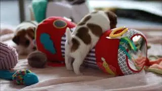 Chiots Jack Russell ~ 4 semaines