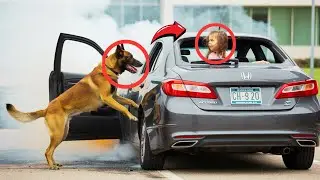 7 Year Old Girl Trapped in Burning Car&mdash;Neighbor's Dog Breaks Window to Save Her