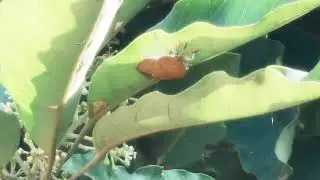 花蟲 Flower Bug (Ether (Modified))