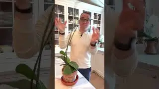 What to do after your orchid is done blooming