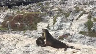 Leones marinos de las Gal&aacute;pagos (Zalophus wollebaeki)