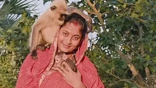 Finally she has won Mother and leader langurs trust and gives her new born baby for a while to mama.