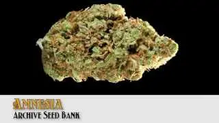 2013 HIGH TIMES Bay Area Cup Entries