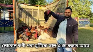 লোকেল কণী পৰা মূৰ্গীৰো ভাল এখন বজাৰ আছে|Local Murgi Farm In Assam |Local Murgi Market 