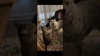 Dog V/C Cat fighting 🐕🦮 Comedy #bangalsafaricomedy #comedy #reels #shorts #funny #vlog #postviralシ