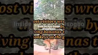 Inside the Osun-Osogbo Sacred Grove.