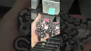 GCR Axanthic Pieds!  So much to do with this project! #ballpythonmorphs #piedballpython #ballpython