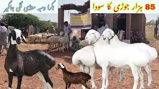 Pregnant female Sheep and Dumba Mandi Gali Jageer / Sheep pregnant / Dumba Bakra Mandi