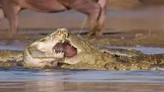 CROCODILE HUNTING BABY HIPPO