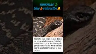 interesting snake🐍Facts (145)#shorts #youtube #youtubeshorts #viral