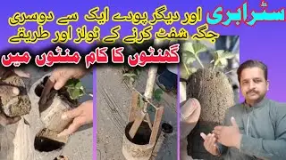 strawberry plant shifting tools || agriculture tools || 5-minute craft || strawberry cultivation2025