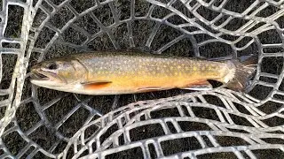 Fly Fishing for Wild Brook trout in New Jersey
