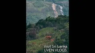 A solitary 🐘 somewhere of middle mountain in Sri Lanka #shorts #shortsvideo #trending #trend subs:🙏