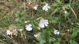 Wild flowers in Bergenhus