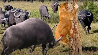 Lion vs buffalo mob confrontation lion lounging by a watering hole and buffalo wanting come..