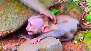 😍😍______WHAT HAPPEN...??? Poor baby monkey Lily Jacee Lumi Leo Rainbow Lilo Libby Luna Mollie Lexi