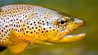 Top 5 Best Trout Fishing States